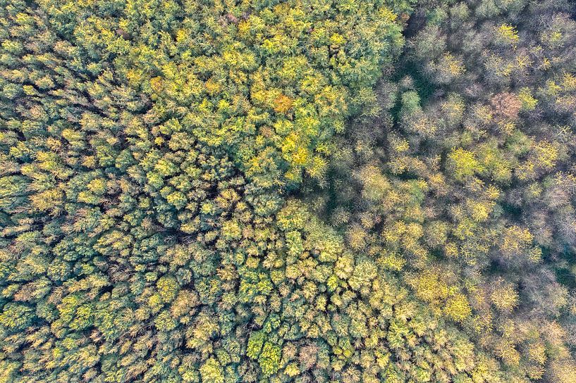 Deciduous forests in the Netherlands by Jeroen Kleiberg
