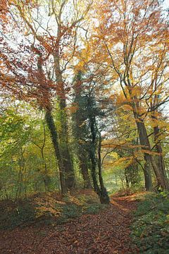 Een bospad in herfstkleuren.