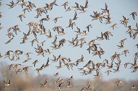 Uferschnepfe (limosa limosa) über einer Wiese in Friesland
