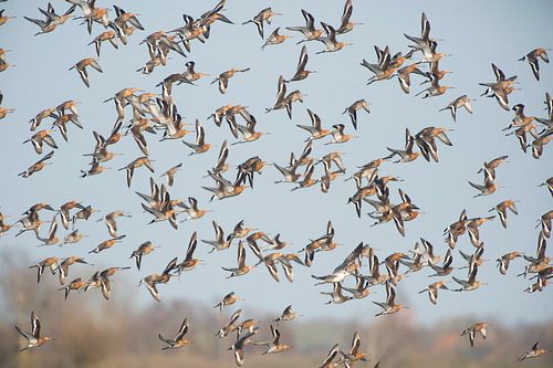 Grutto (limosa limosa) boven een weiland in Friesland