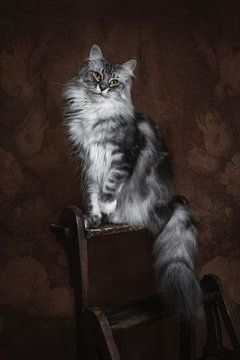 Vintage Fine Art Portrait Maine Coon Katze von Nikki IJsendoorn