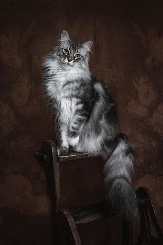 Vintage Fine Art Portrait Maine Coon Katze
