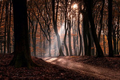 Misty morning in mystical autumn forest with sunbeams