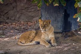 Wohin gehst du? von didier de borle