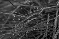 Grasveld met dauwdruppels - dauw