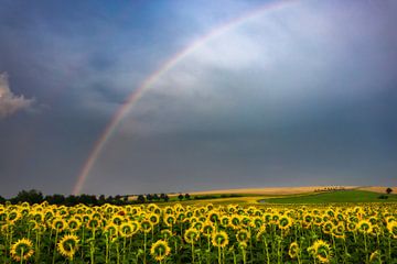 Zonnebloemveld onder de regenboog