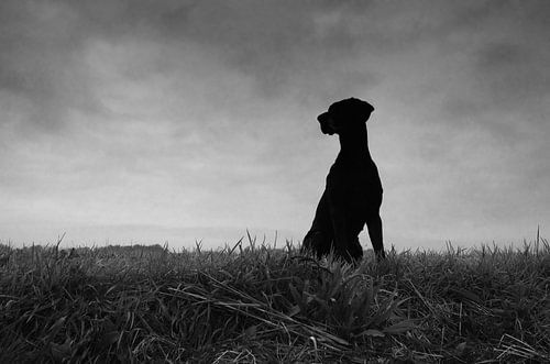 Wachtend op vallende ganzen