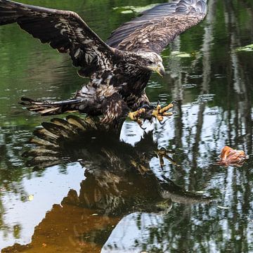 Young American white-tailed eagle by Loek Lobel