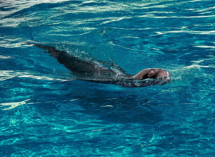 Maned seal in blue water by ManfredFotos