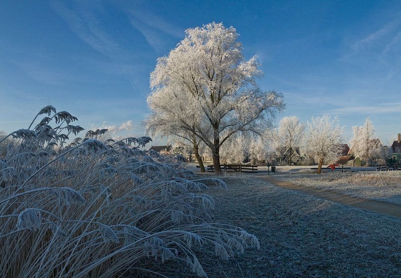 Frosted tree by Rene van der Meer