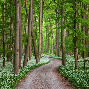 Weg durch den Frühlingswald von Daniela Beyer