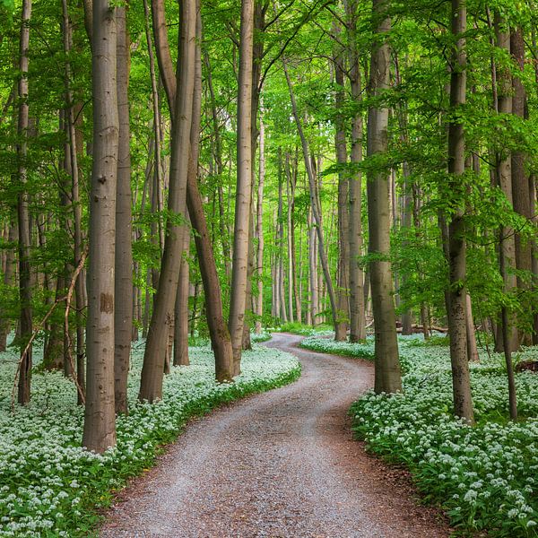 Path through the spring forest by Daniela Beyer