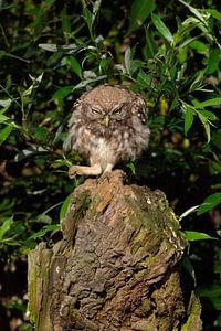 Kleine uil ( Athene noctua ) is boos en slaat met zijn vuist, wilde dieren, Europa, op tafel. van wunderbare Erde