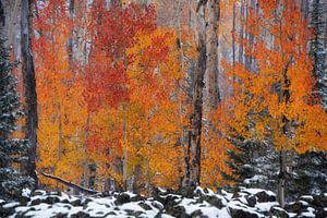 Herbst und Winter in Utah II