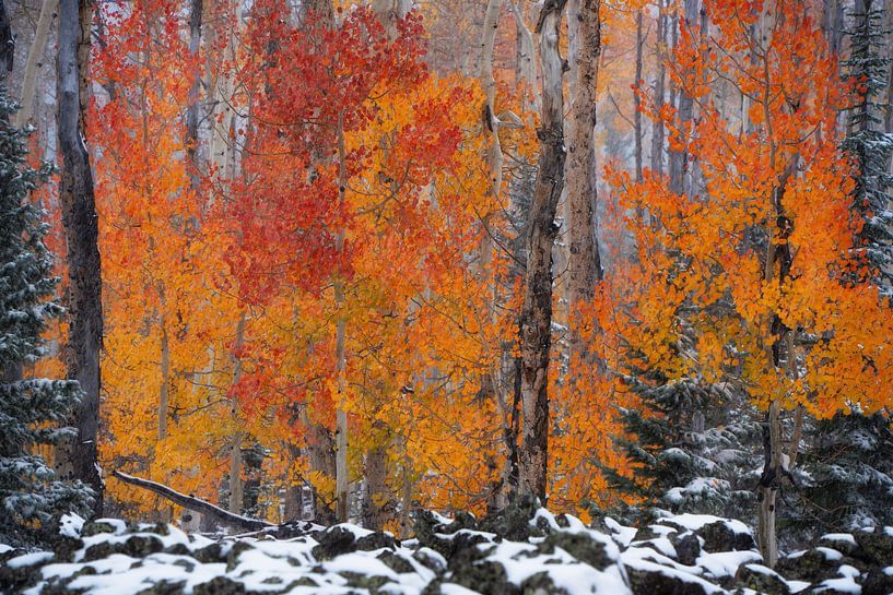 L'automne rencontre l'hiver dans l'Utah II par Martin Podt