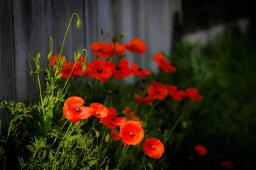 Poppies in the morning sun by Sabina Meerman