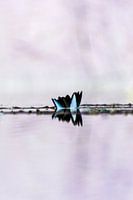 Waterlelie abstract