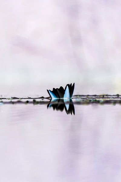 Waterlelie abstract von José Janssen