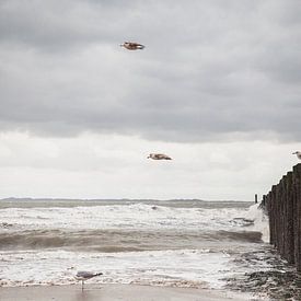 Meeuwen zweven op de wind boven zee van Petra Brouwer