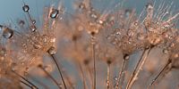Panorama of droplets on a dandelion by Marjolijn van den Berg thumbnail