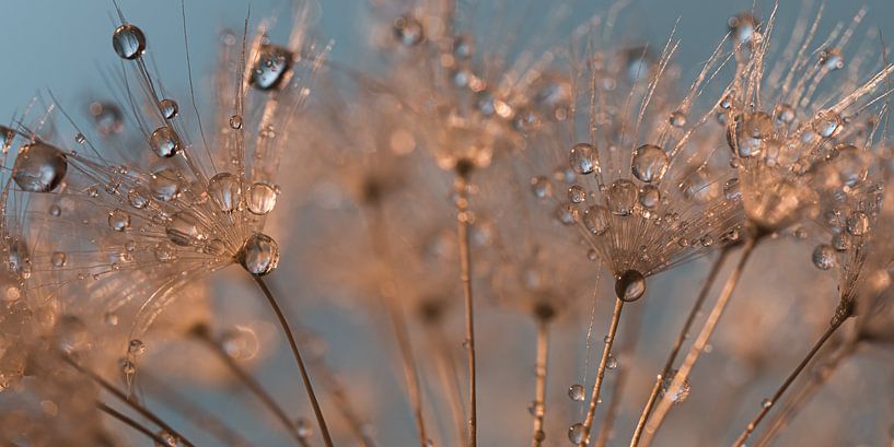 Panorama of droplets on a dandelion by Marjolijn van den Berg