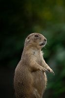 Prairie dog