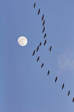 Kraanvogels met maan