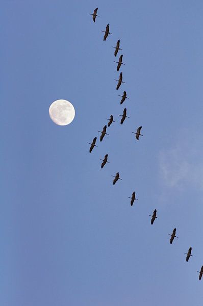 Flight of the cranes by Corinne Welp