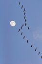 Kraniche mit Mond von Corinne Welp Miniaturansicht