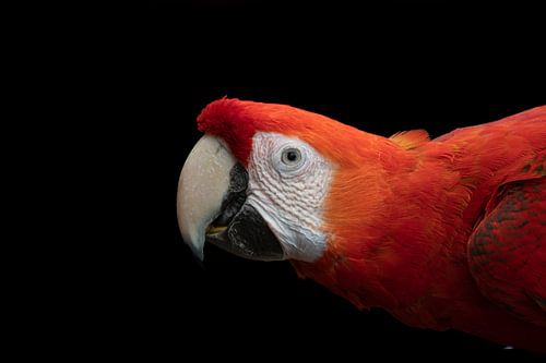 Élégance exotique en rouge