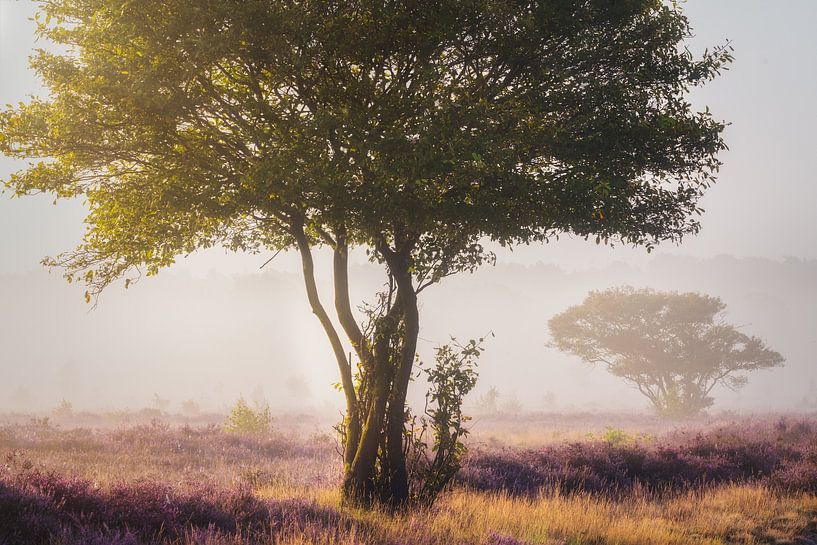 Dutch Bonsai by Loris Photography