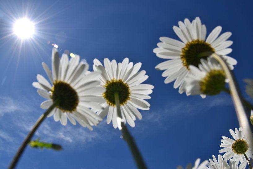 Daisy flowers under a blue sky by Claude Laprise