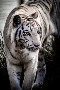 Le tigre en mouvement