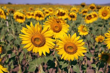 The Sunflowers by Cornelis (Cees) Cornelissen