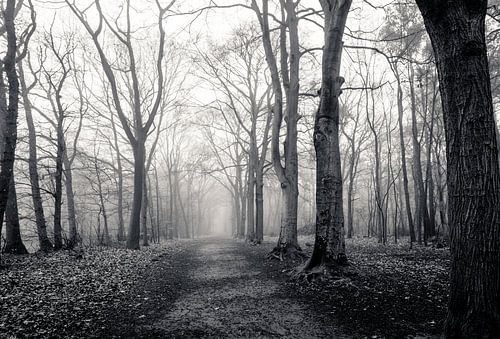 Deserted forest in the fog (black and white)