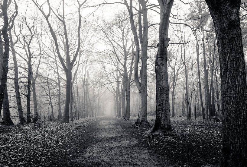 Verlaten bos in de mist (zwart-wit) van Fotografie Jeronimo