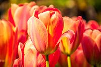 Kleurrijke tulpen