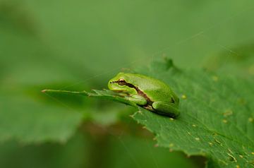 tree frog by Corrie Post