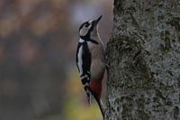 specht aan boom in onze tuin 1