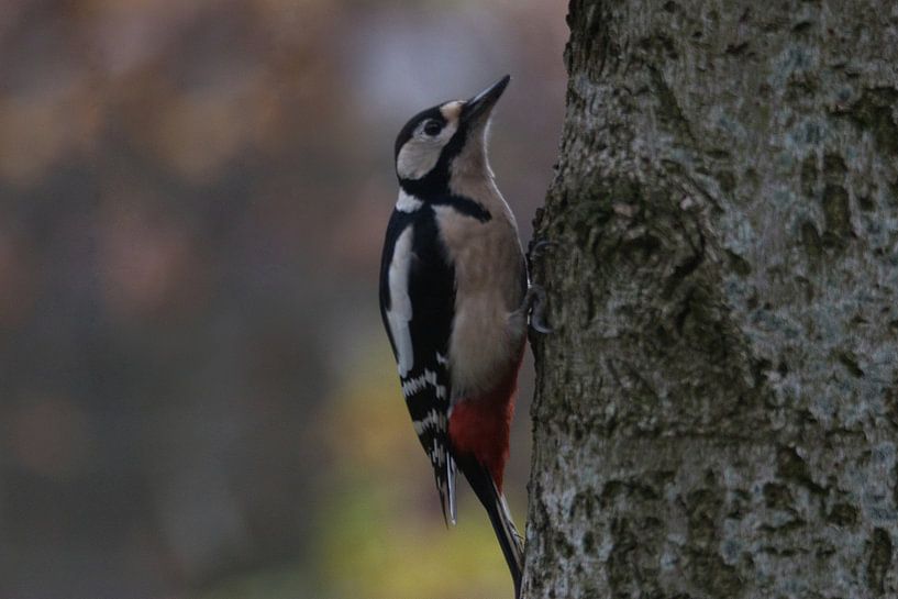 pivert sur l'arbre dans notre jardin 1 par eddy Peelman
