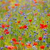 Champ plein de coquelicots et de bleuets. sur Maikel Claassen Fotografie