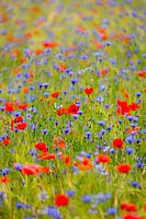 Veld vol klaprozen en korenbloemen.