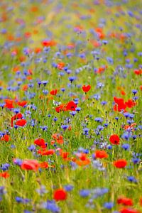 Champ plein de coquelicots et de bleuets.