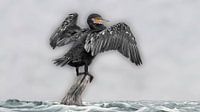 Kormoran