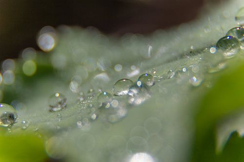 Tropfen auf einem Blatt