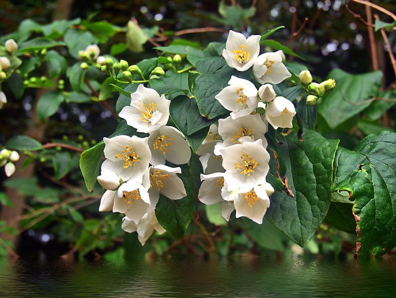 witte onbekende bloemen van Edgar Schermaul