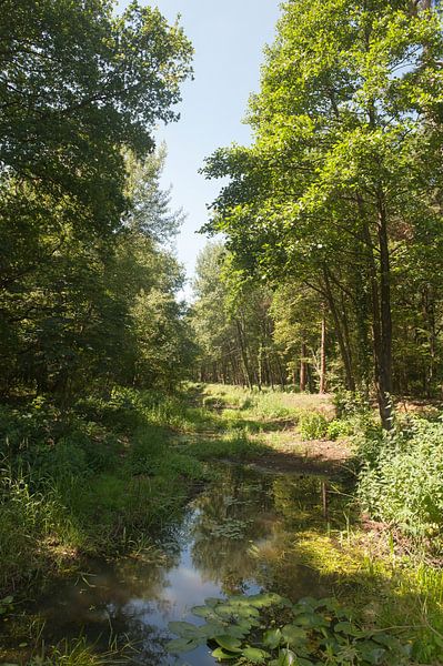 Little Barneveld Brook by Richard Wareham