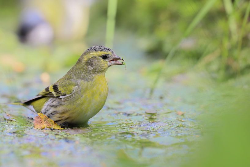 Yellowhammer by Karin van Rooijen Fotografie