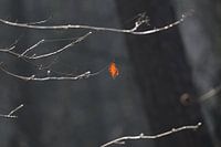 Feuille d'automne solitaire au soleil