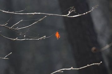 Einsames Herbstblatt in der Sonne von Geert Naessens